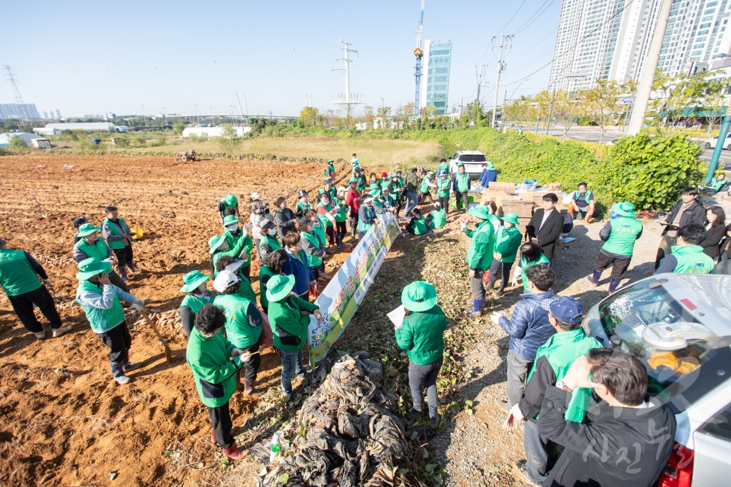 서구 새마을 고구마 수확 행사