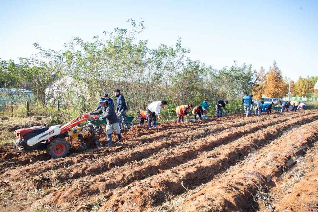 사회봉사 협의회 중부발전 고구마캐기 행사