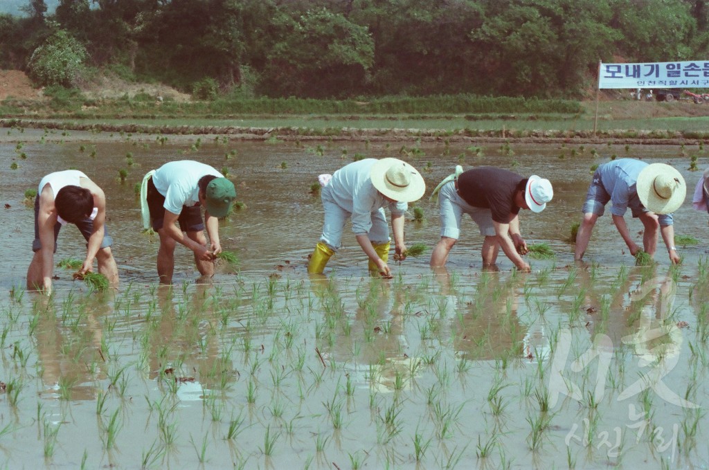 모내기 일손 돕기