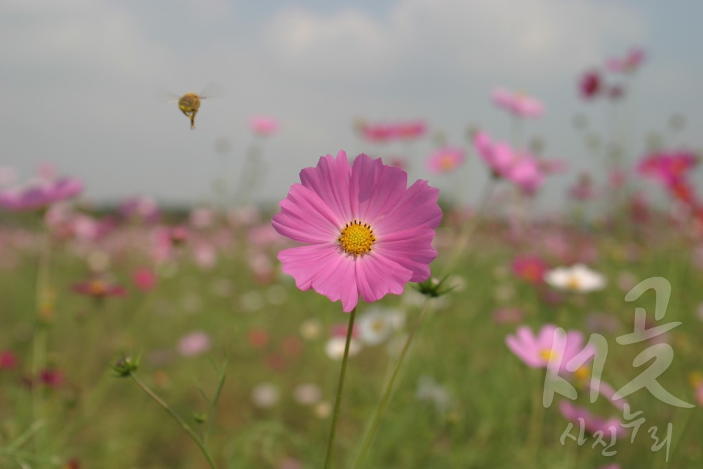 국화축제