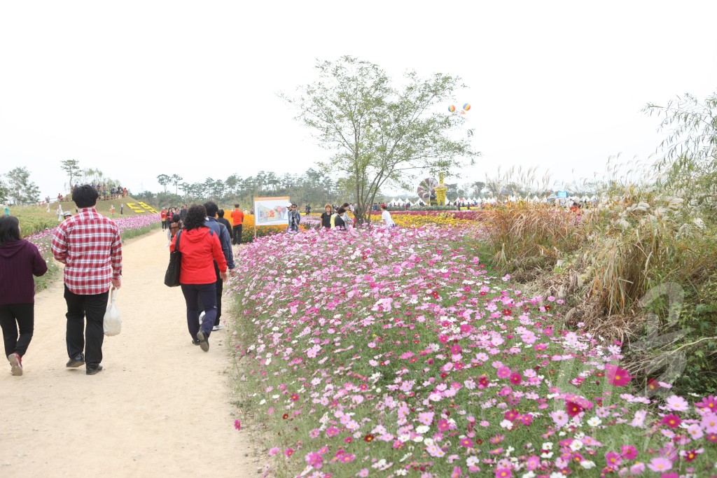 국화축제