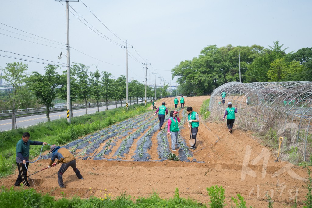 서구새마을회 휴경지 경작