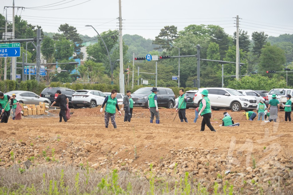 서구새마을회 고구마 순 심기 행사