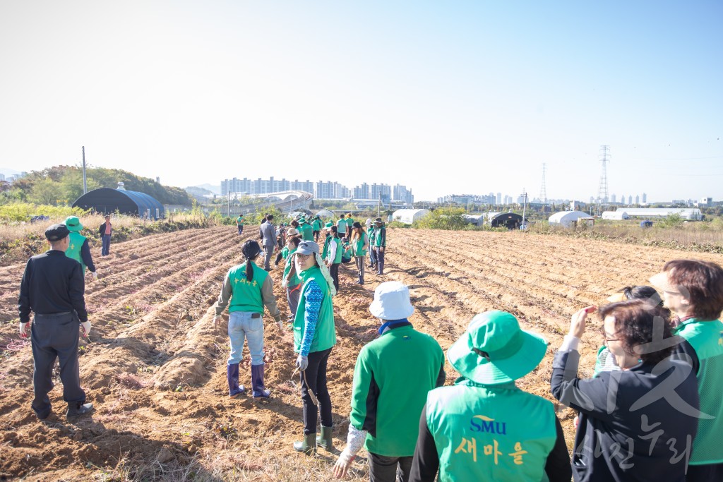 서구새마을회 고구마 캐기 행사