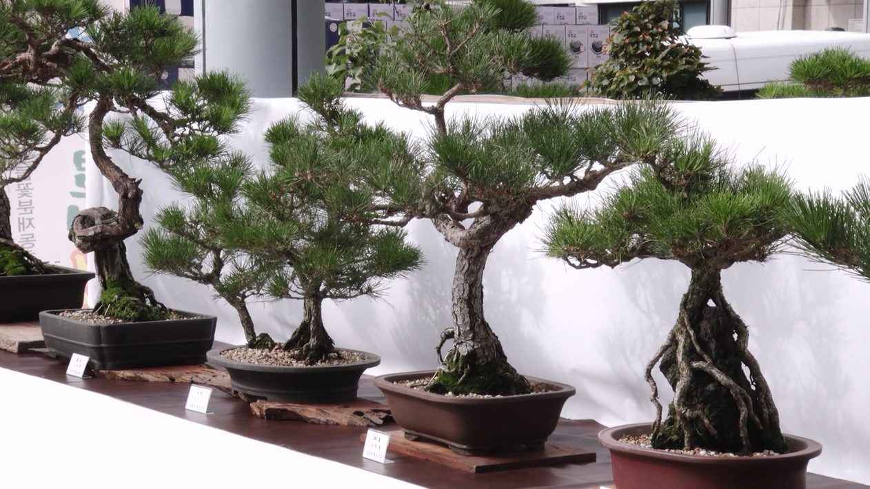 구민의 날 기념 분재 전시회 커팅식