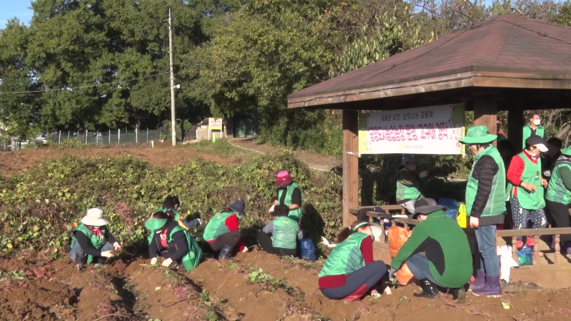 서구 새마을회 사랑의 고구마 수확