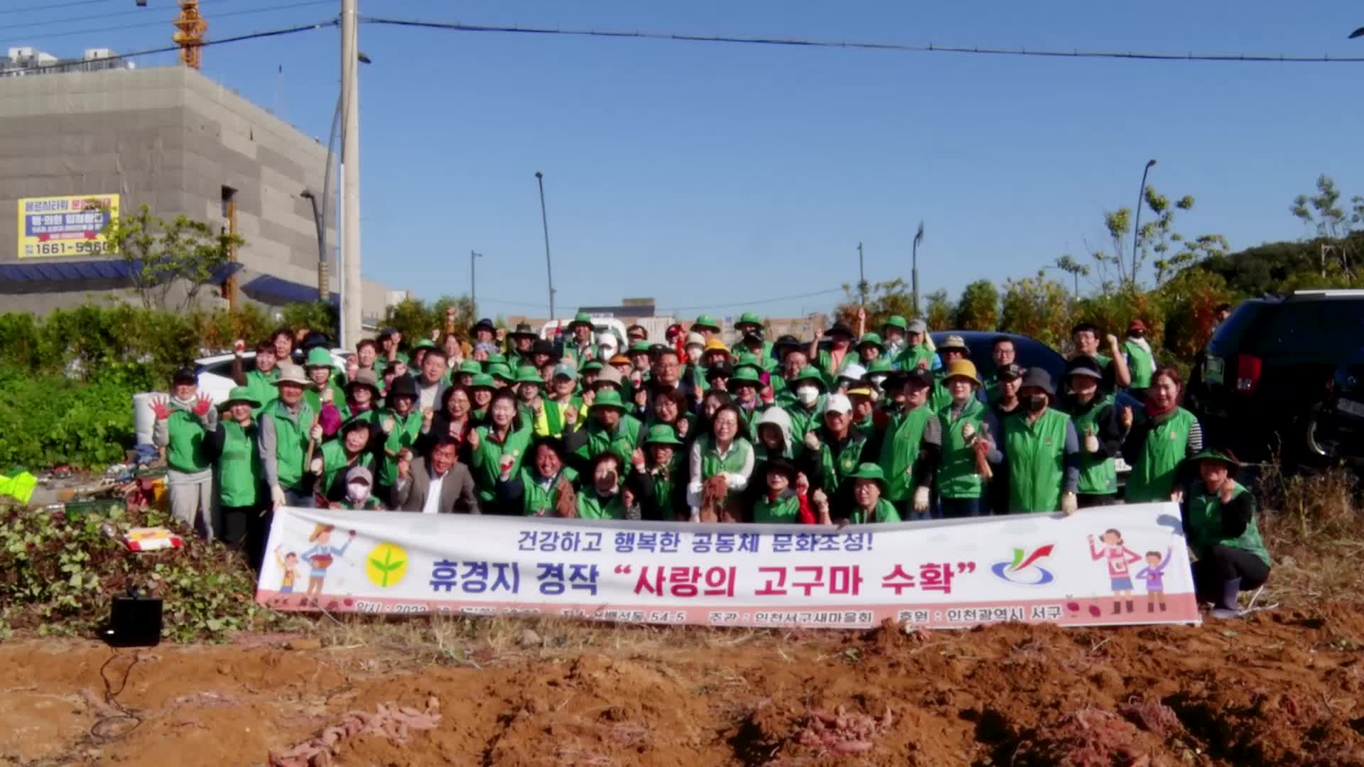 서구새마을회 사랑의 고구마 수확 